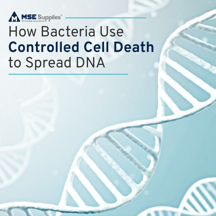 How Bacteria Use Controlled Cell Death to Spread DNA