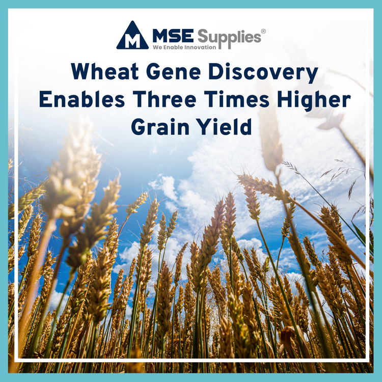 Wheat Gene Discovery Enables Three Times Higher Grain Yield