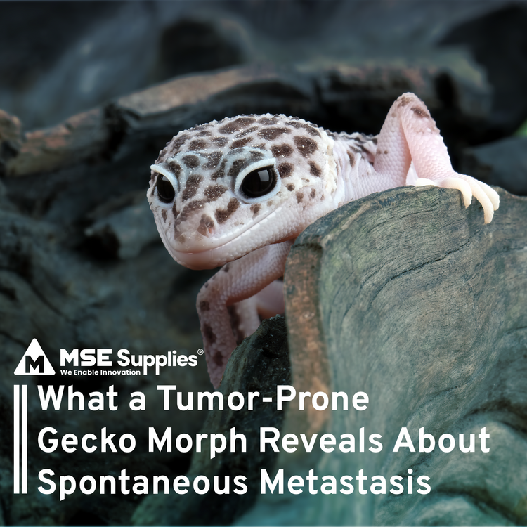 What a Tumor-Prone Gecko Morph Reveals About Spontaneous Metastasis