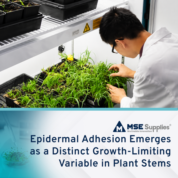 Epidermal Adhesion Emerges as a Distinct Growth-Limiting Variable in Plant Stems