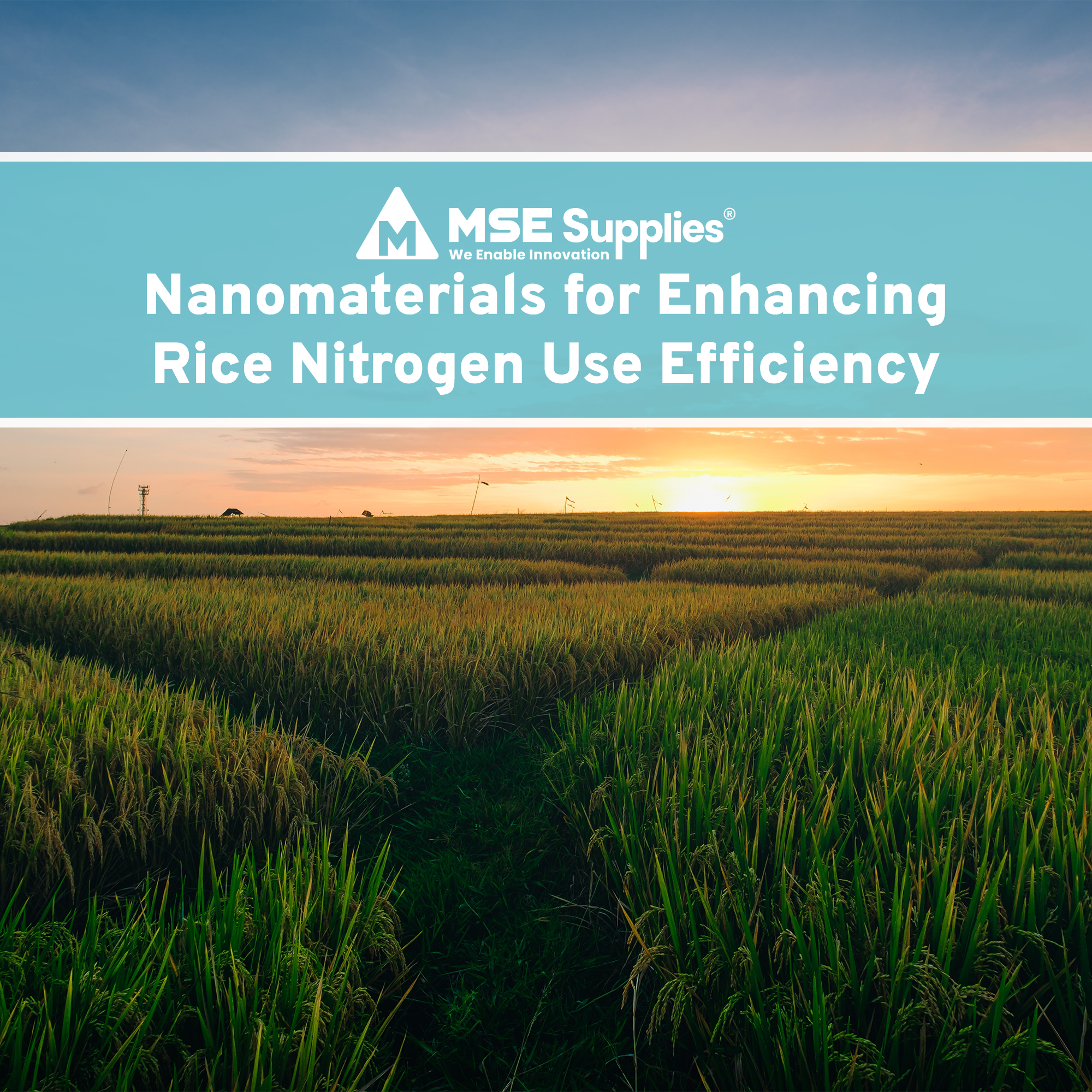 Nanomaterials for Enhancing Rice Nitrogen Use Efficiency – MSE Supplies