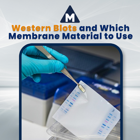 Need Help Deciding Which Membrane Material to Use for Your Western Blots?