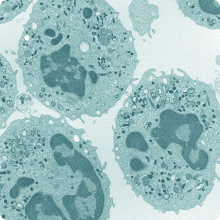 Microstructure And Morphology Analysis