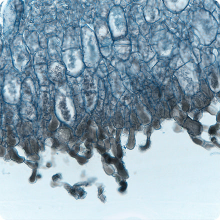 Optical Microscopy