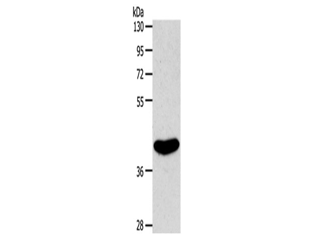 EDG6 Polyclonal Antibody