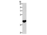 EDG6 Polyclonal Antibody