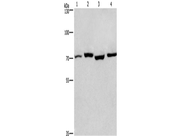 ARNTL Polyclonal Antibody Store at -20°C