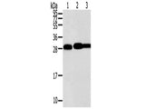 STX10 Polyclonal Antibody Store at -20°C