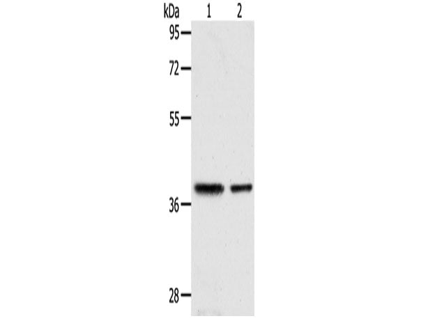CNN3 Polyclonal Antibody Store at -20°C