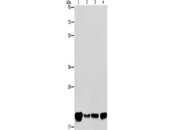 PEBP1 Polyclonal Antibody Store at -20°C