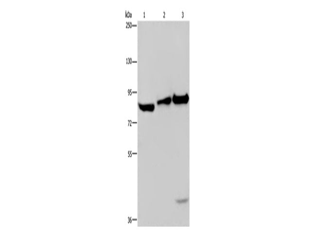 ECE1 Polyclonal Antibody Store at -20°C