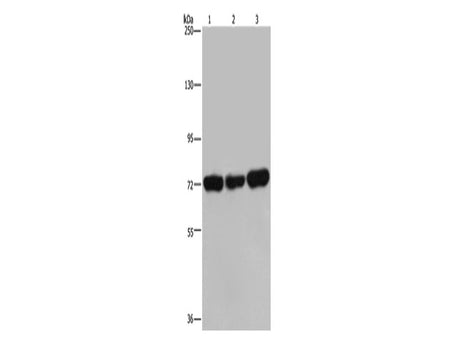 PCK2 Polyclonal Antibody Store at -20°C