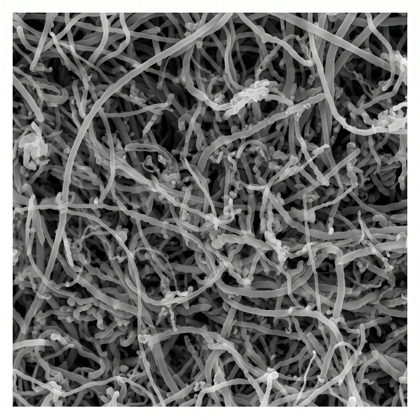 MSE PRO 10g Battery Grade 99% High Purity Multi Walled Carbon Nanotubes and 99.9% Carbon Nanofibers AI image
