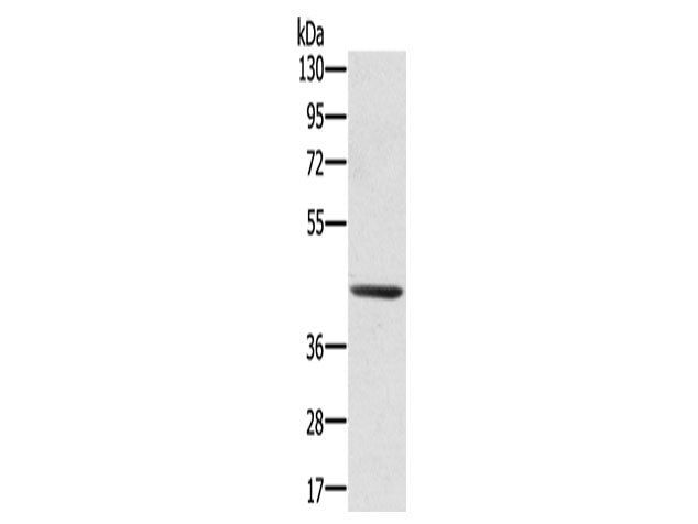 SCPEP1 Polyclonal Antibody