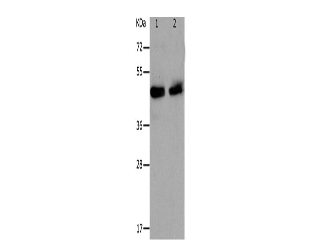 PAWR Polyclonal Antibody Store at -20°C