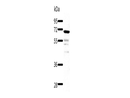 TRAF3 Polyclonal Antibody Store at -20°C