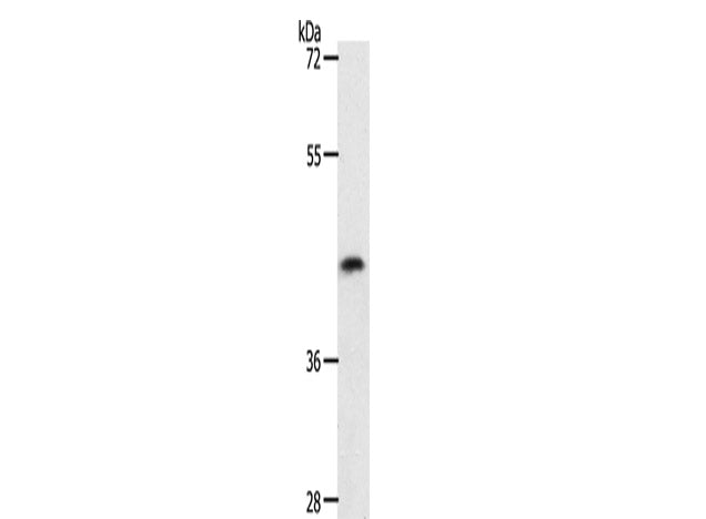 PLAT Polyclonal Antibody