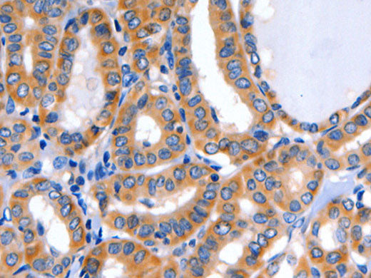 GFER Polyclonal Antibody Store at -20°C