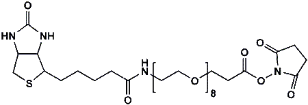 Monodispersed Poly(Ethylene Glycol) from PurePEG:(+)-Biotin-PEG8-CH2CH2COONHS Ester - MSE Supplies LLC