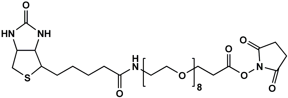Monodispersed Poly(Ethylene Glycol) from PurePEG:(+)-Biotin-PEG8-CH2CH2COONHS Ester - MSE Supplies LLC