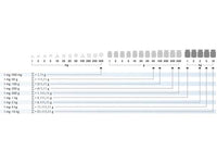 Kern Weight Set 344-02, Balances and Scales, Kern, MSE Supplies