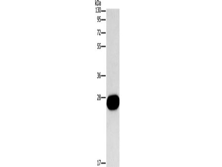 FGF9 Polyclonal Antibody Store at -20°C
