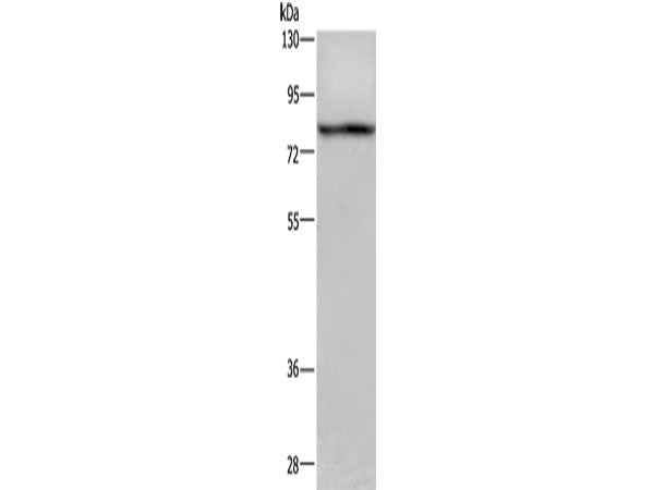c-Rel Polyclonal Antibody Store at -20°C