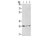 HSD17B12 Polyclonal Antibody Store at -20°C