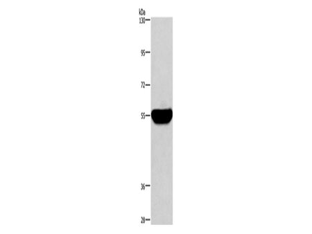 HMGCS1 Polyclonal Antibody Store at -20°C