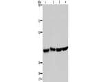 DRG1 Polyclonal Antibody Store at -20°C
