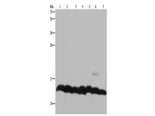 Histone H4 Polyclonal Antibody Store at -20°C