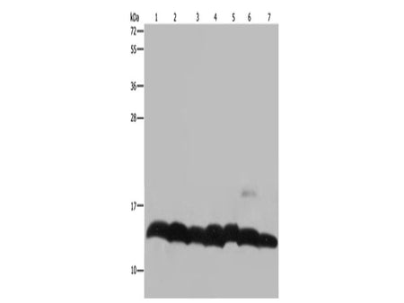 Histone H4 Polyclonal Antibody Store at -20°C