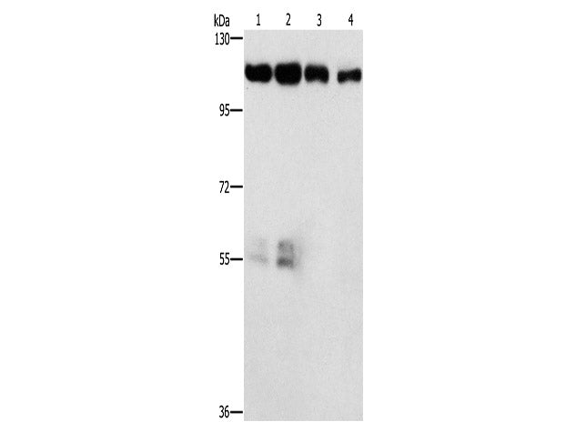 CDK11B Polyclonal Antibody Store at -20°C