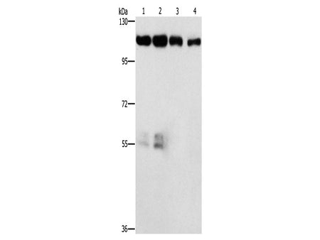 CDK11B Polyclonal Antibody Store at -20°C