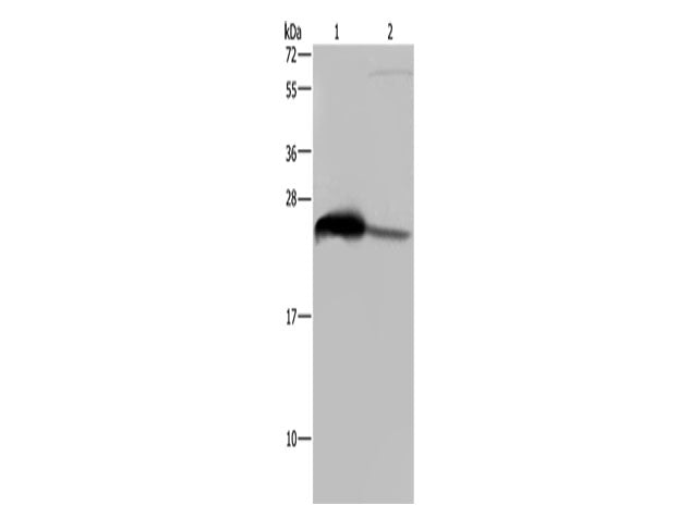 GSTA3 Polyclonal Antibody Store at -20°C