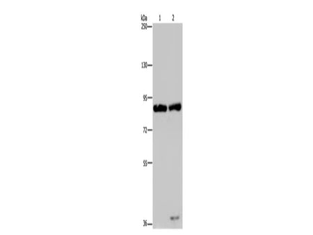 MRE11 Polyclonal Antibody Store at -20°C