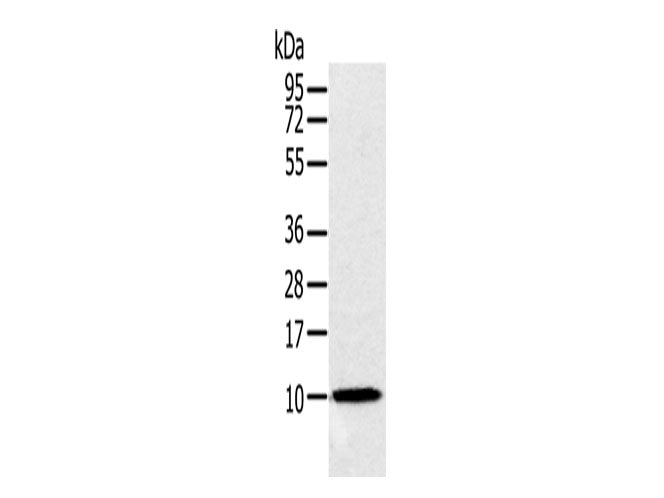 NDUFA2 Polyclonal Antibody Store at -20°C