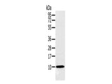 NDUFA2 Polyclonal Antibody Store at -20°C