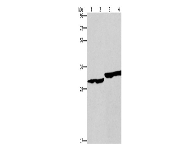 DECR1 Polyclonal Antibody Store at -20°C