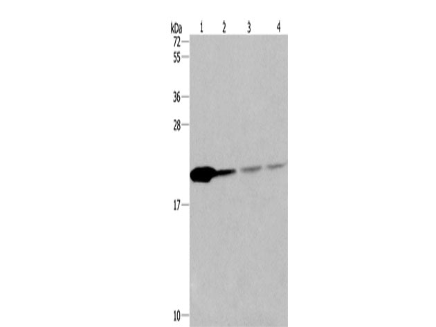 PPIB Polyclonal Antibody Store at -20°C