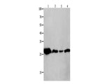 14-3-3 theta Polyclonal Antibody