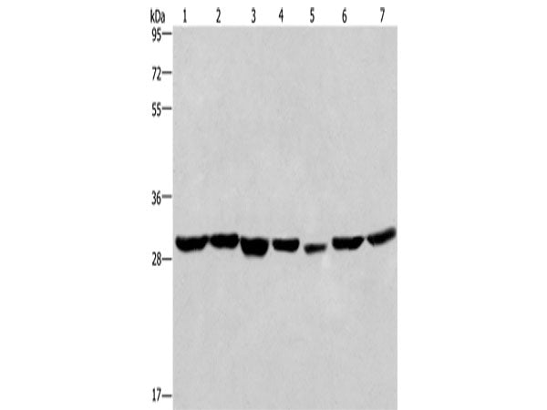 PHB Polyclonal Antibody Store at -20°C