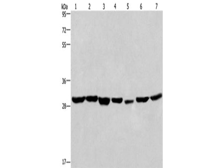 PHB Polyclonal Antibody Store at -20°C