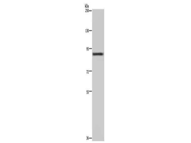 CUL3 Polyclonal Antibody Store at -20°C
