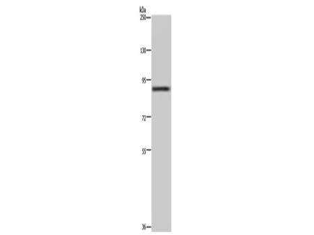 CUL3 Polyclonal Antibody Store at -20°C