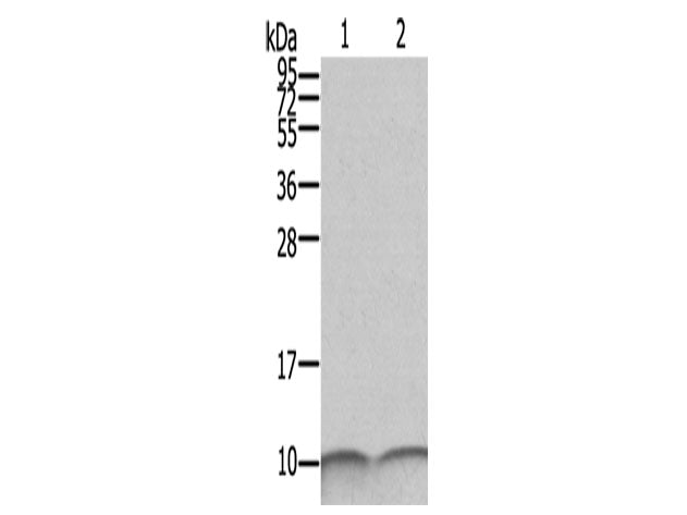 S100A6 Polyclonal Antibody Host Rabbit