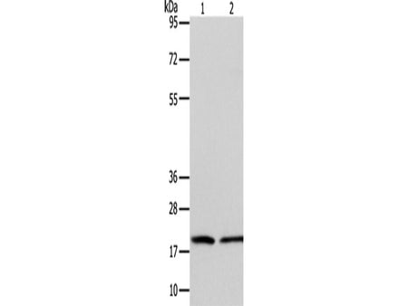 ANAPC13 Polyclonal Antibody Store at -20°C