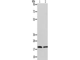 ANAPC13 Polyclonal Antibody Store at -20°C