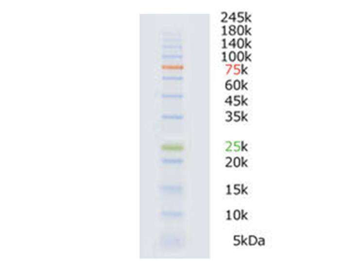 ATTO WSE-7020 EzProtein Ladder