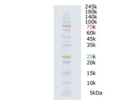 ATTO WSE-7020 EzProtein Ladder